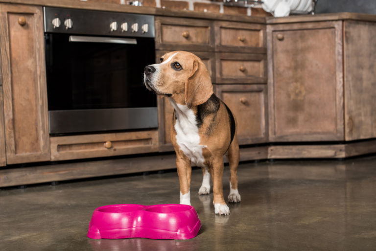 Can Humans Eat Human-Grade Dog Food