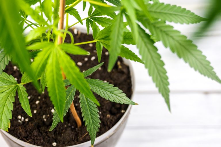 Preventing Root Rot in Cannabis Plants