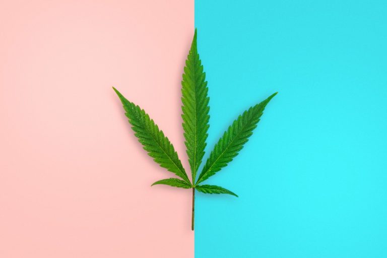 Cannabis Plant – The Difference Between Young Male and Female