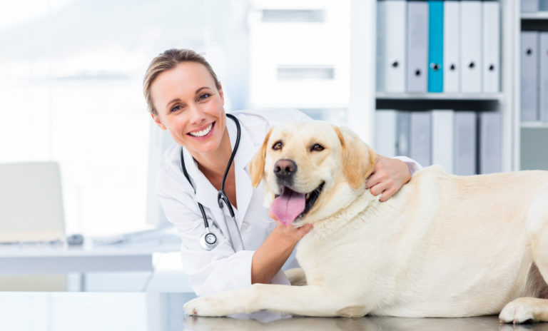 Provide Pets with the Best Healthcare Possible