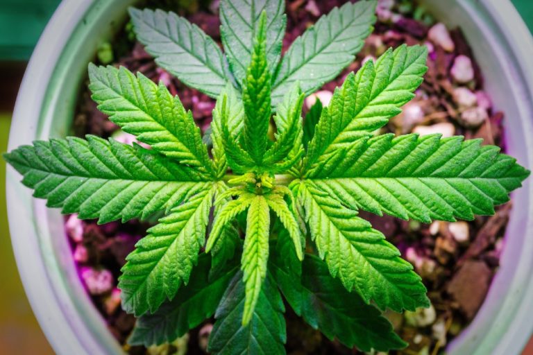 Growing Weed at Home: What Options are Available?