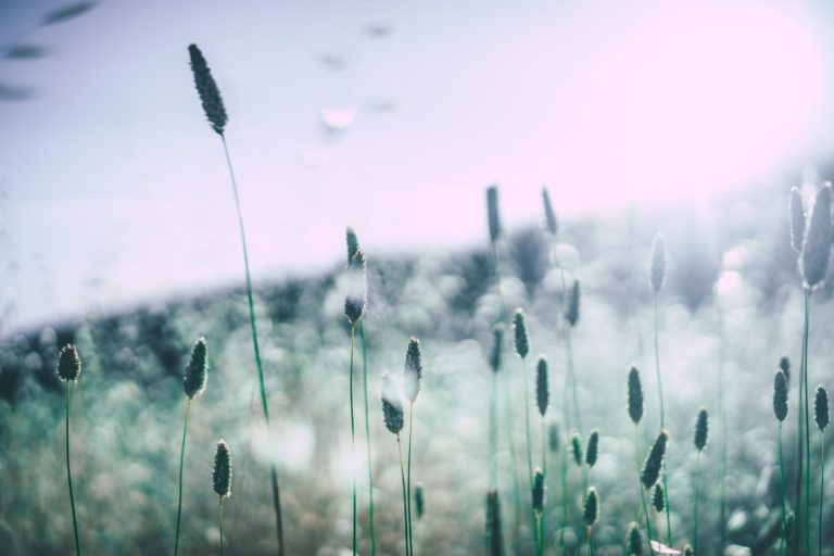 Tips on Treating Your Pesky Allergies