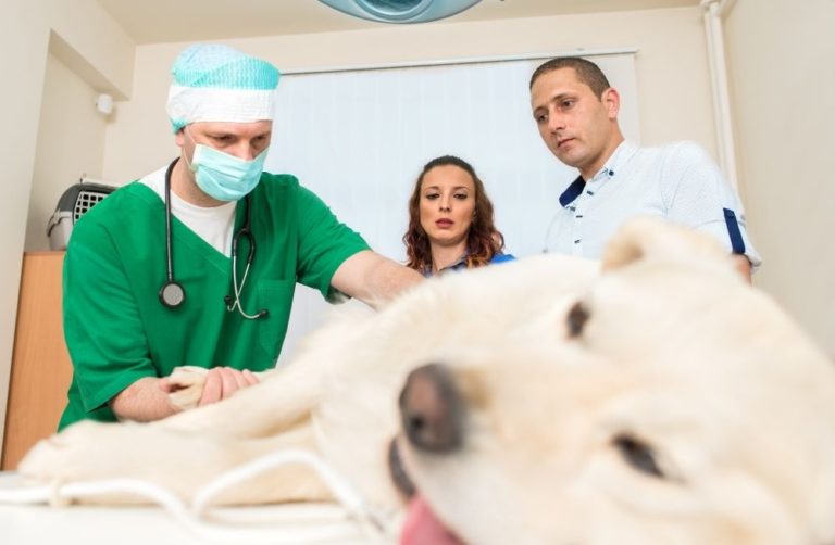 The Pandemic Ushered in More Pet Owners and Left Vets Exhausted