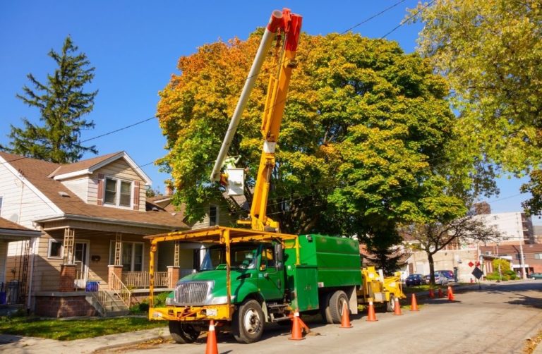 Backlash Over Tree Removal To Upgrade Infrastructure