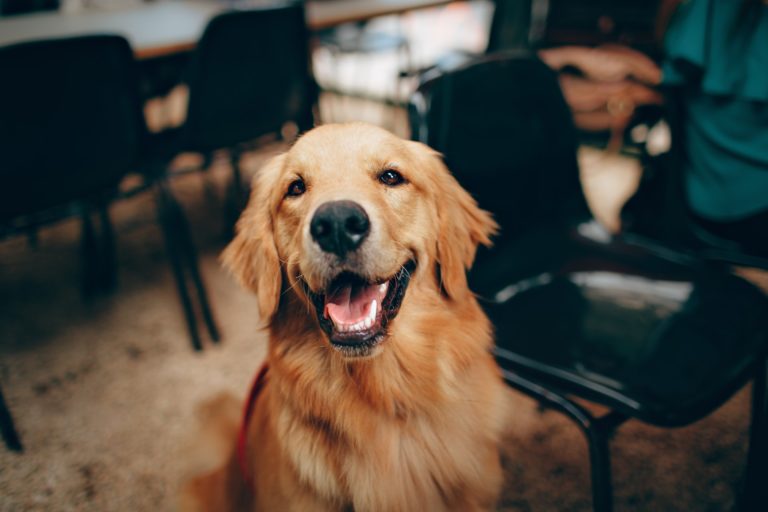 5 Ways to Build Trust With Your Dog