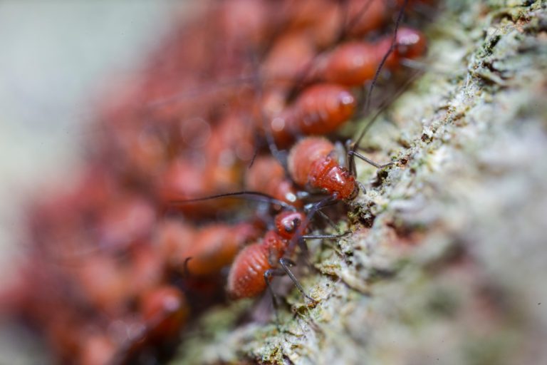 4 Most Common Pests In Commercial And Residential Premises