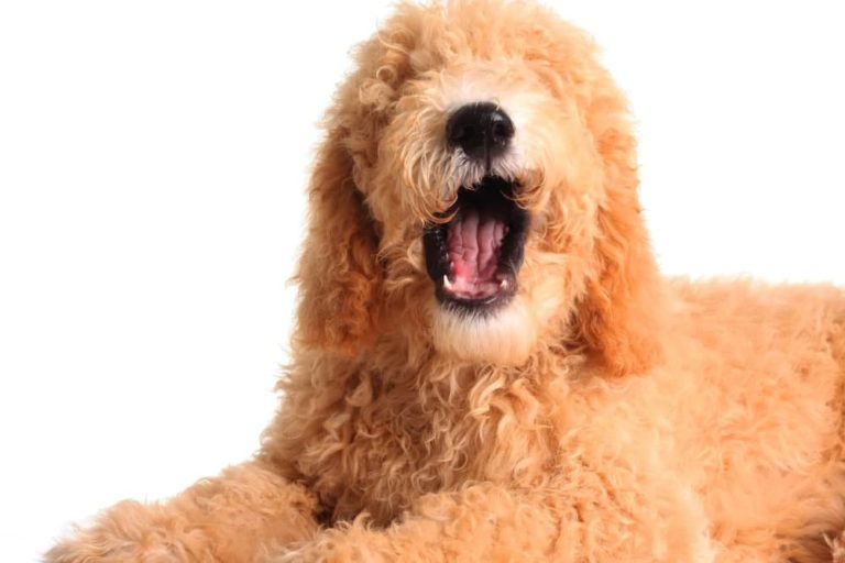 6 Benefits of Having an English Goldendoodle as a Family Pet