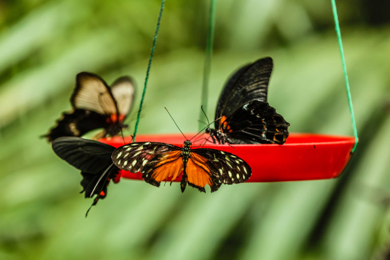 8 Great Mother’s Day Gifts for Nature Enthusiasts