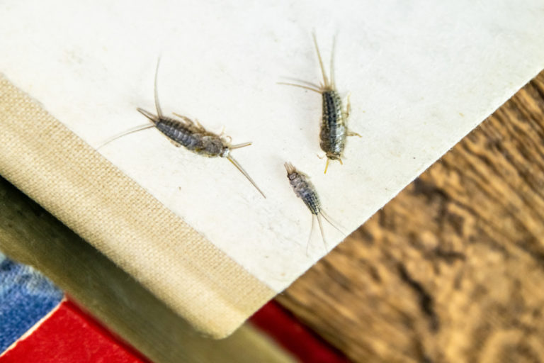 4 Simple Fixes for Eliminating Silverfish in Your Home