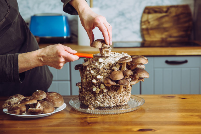 8 Hidden Benefits of Growing Your Own Mushrooms at Home