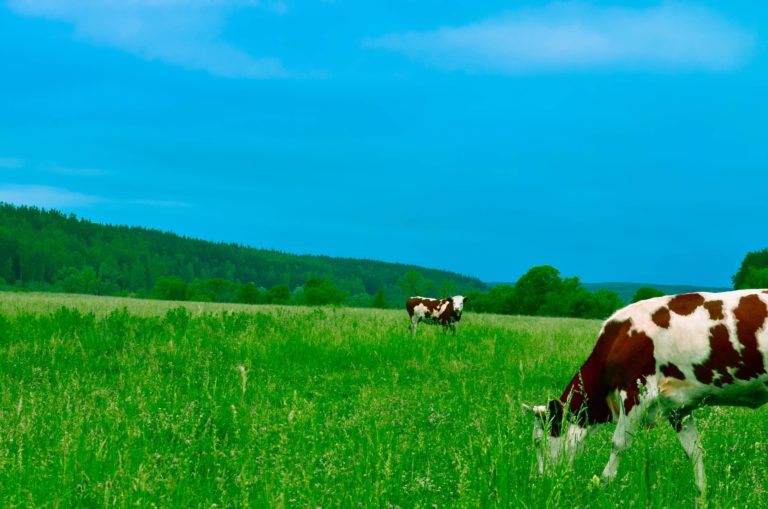 5 Signs That It’s Time to Upgrade Equipment at a Dairy Farm