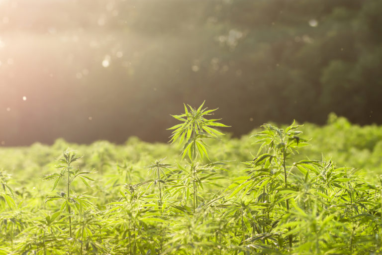 How to Open a Medical Marijuana Dispensary