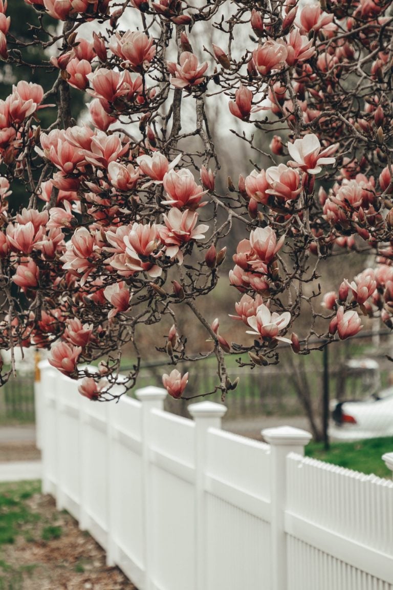 What Fence Style is Best for Your Yard?