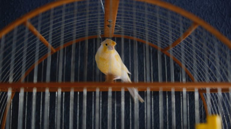 4 Methods to Effectively Care for Your Exotic Pet