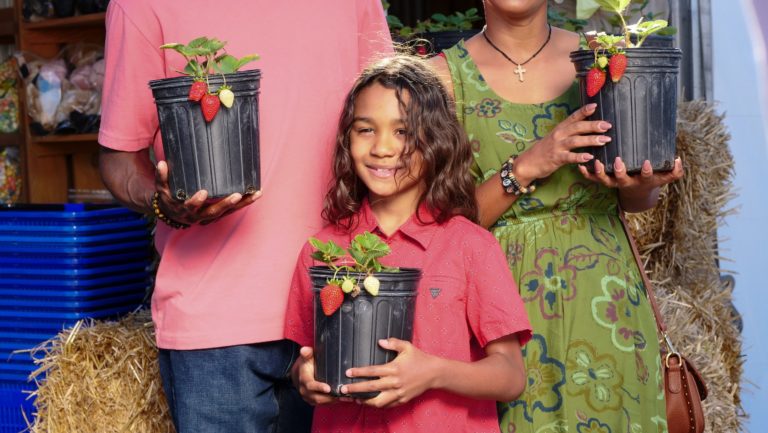 How to grow Strawberry plants?￼