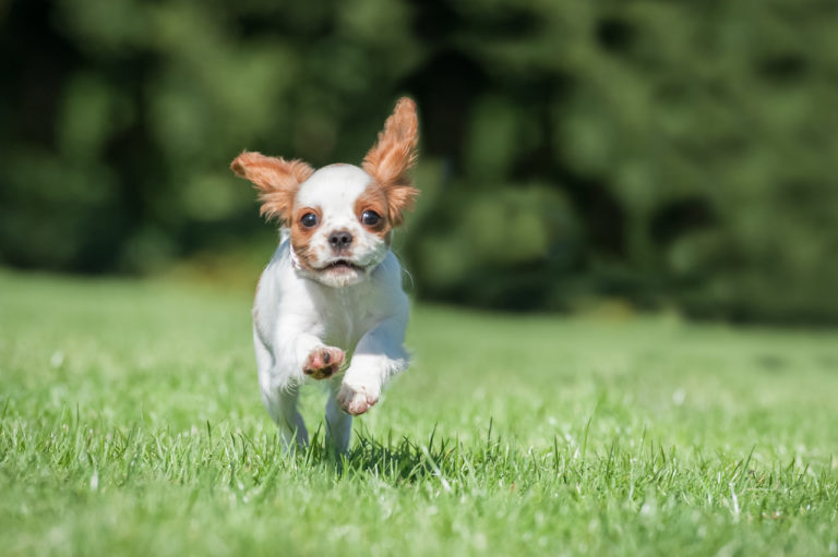 How to Prepare Your Dog for Training