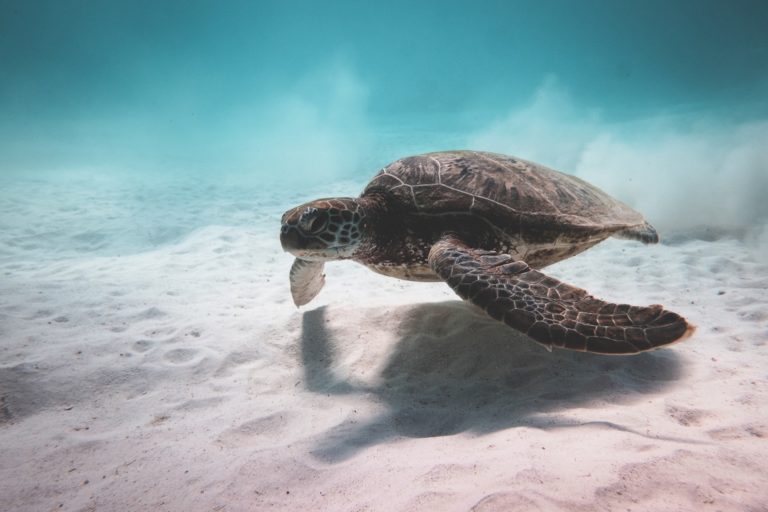 6 Innovative Ways to Learn More About Marine Biology