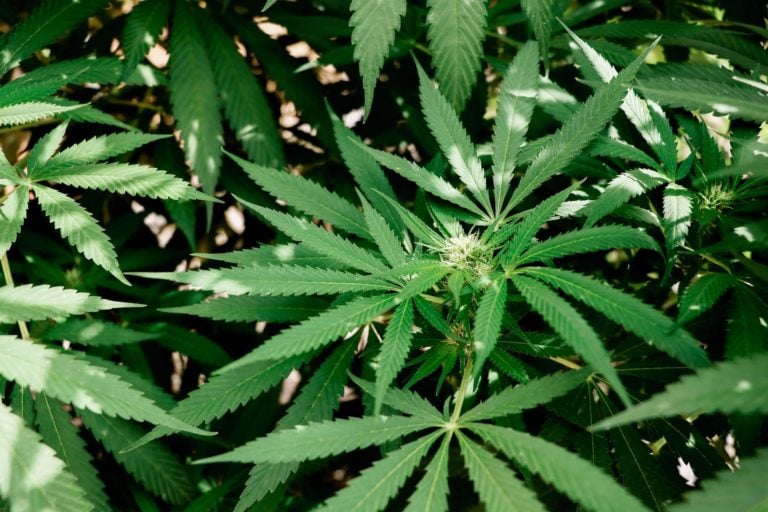 3 Inside Tips for Buying Hemp Flowers at the Wholesale Level