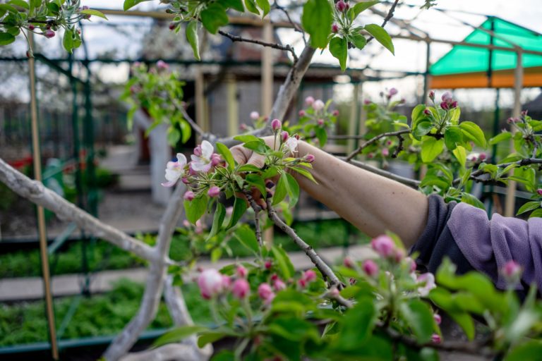5 Common Tree Pruning Mistakes and How to Avoid Them