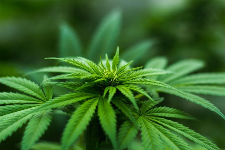 A Look at the Differences Between CBD and Delta 8 THC