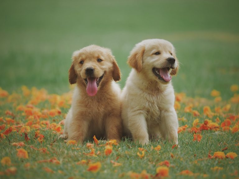 The 8 Best Dog Breeds That Make for Great Office Pets
