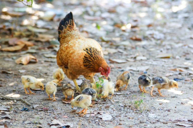 <strong>Fuel Your Flock With Quality Chicken Feed</strong>
