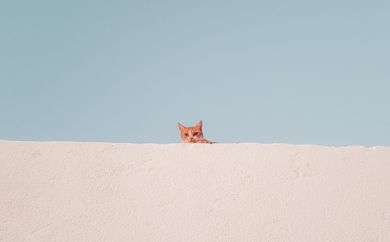 <strong>Cat Cremation Vs. Burial: Making an Informed Decision</strong>