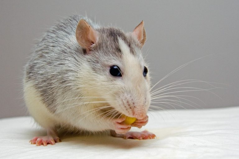 4 Immediate Steps to Take When You Have Mice in Your House