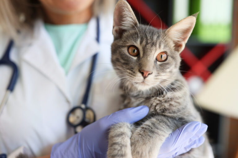 Can Veterinarians Benefit from Local SEO?