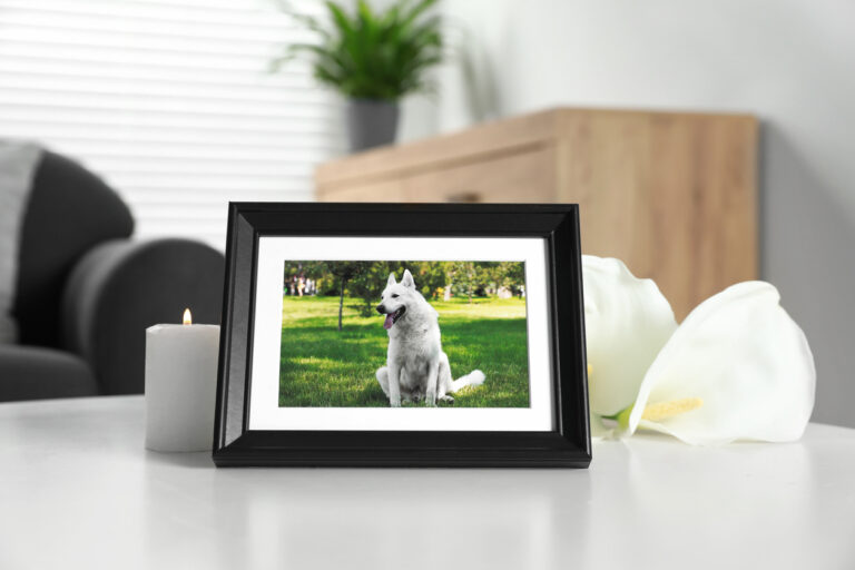 The Best Gift For Someone Who Has Lost A Pet