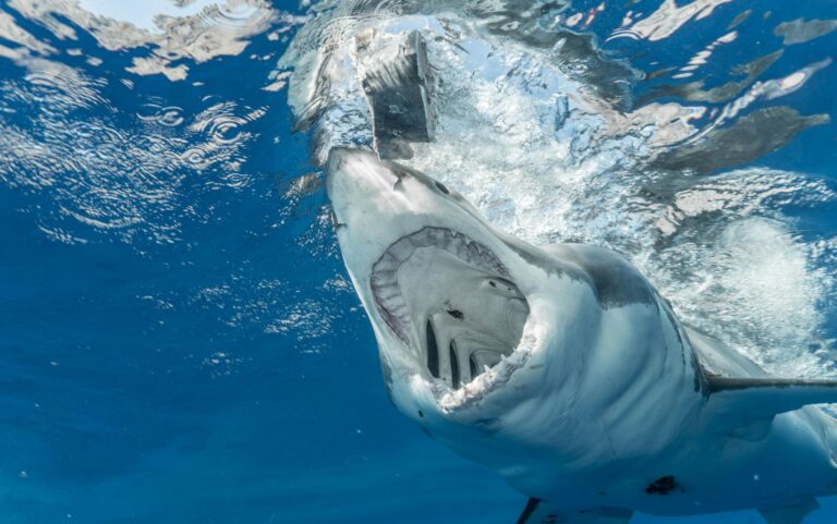 Carolina Beaches Ranked by Risk: Drownings, DUIs, and Shark Attacks Reveal a Hidden Crisis